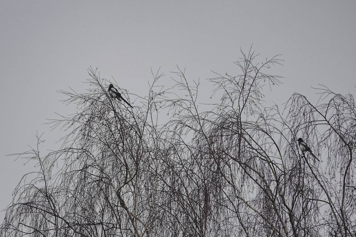 Eurasian Magpie - ML646910591