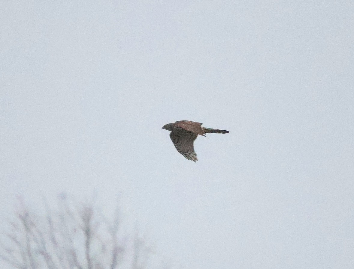 Яструб великий - ML646910592