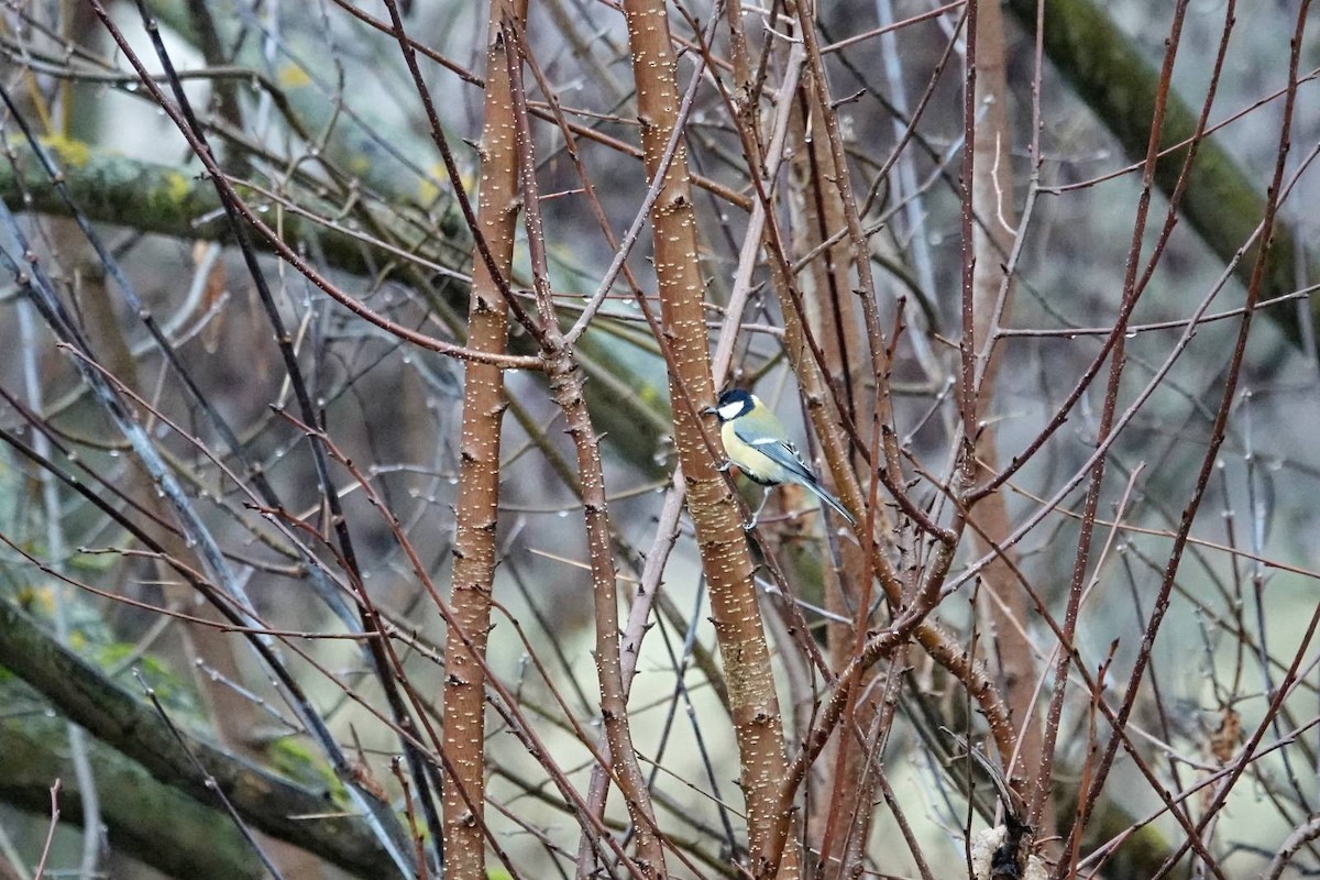 Great Tit - ML646910596