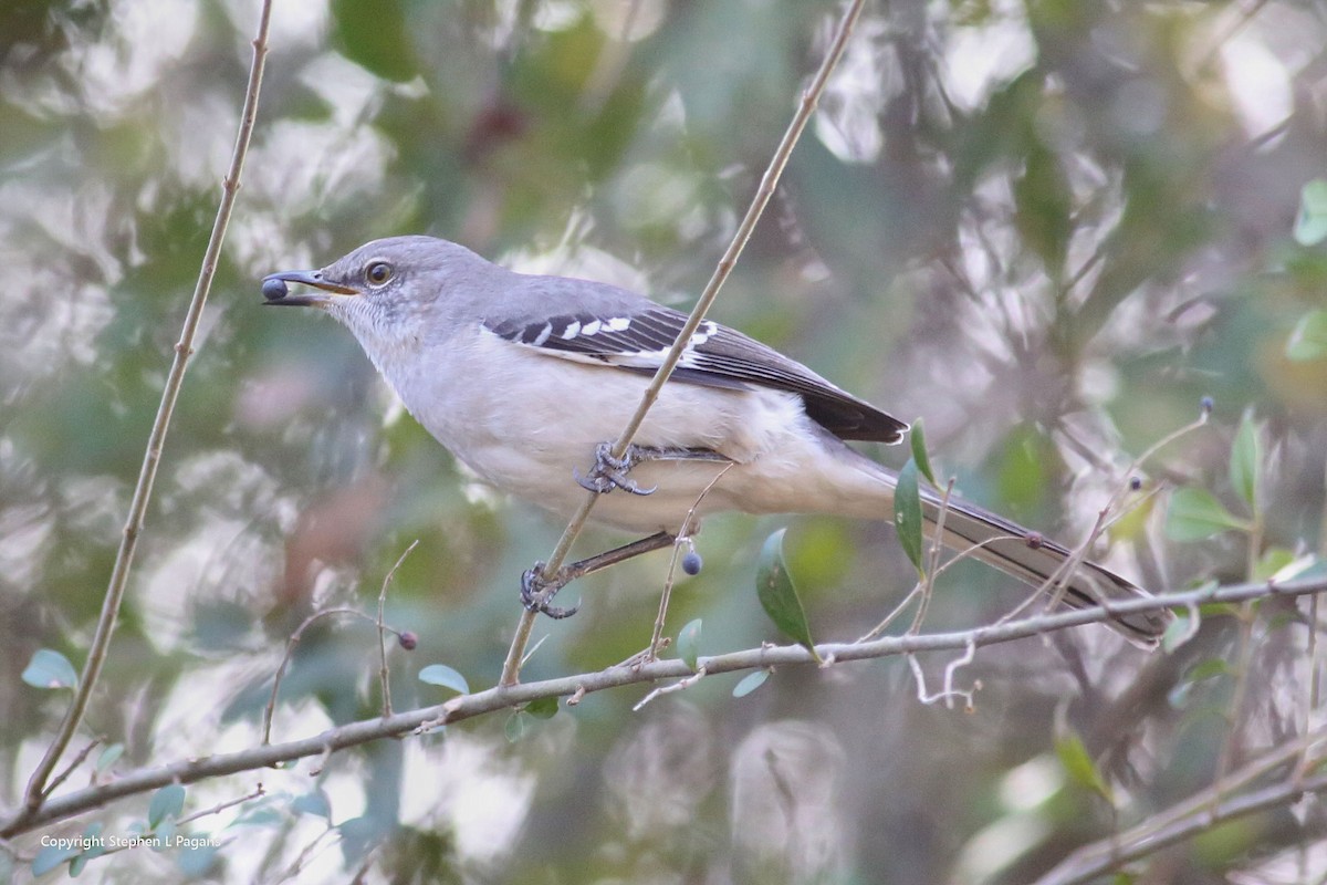 Northern Mockingbird - ML646910600