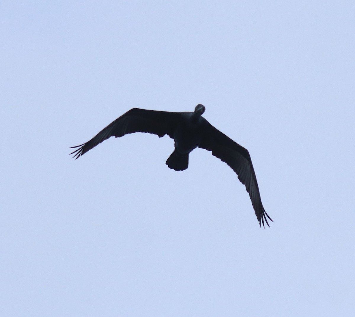 Indian Cormorant - ML646910604