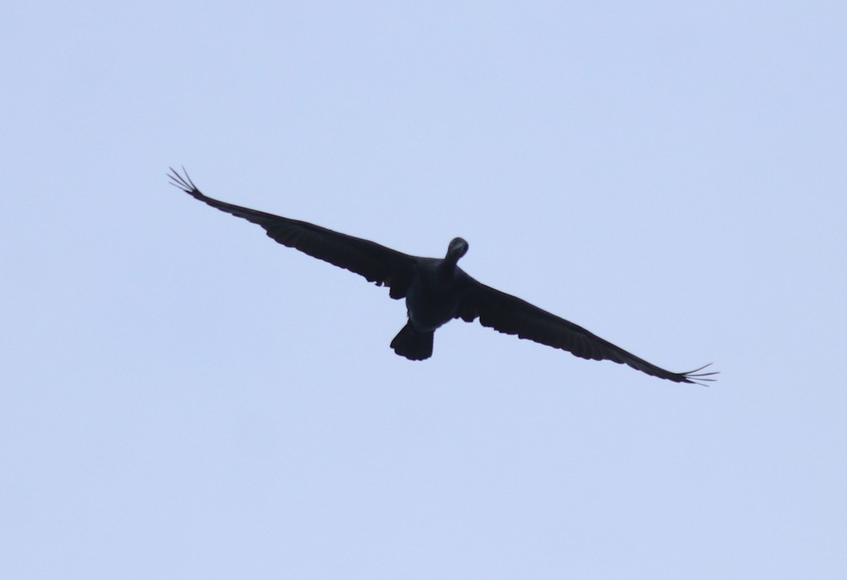 Indian Cormorant - ML646910605