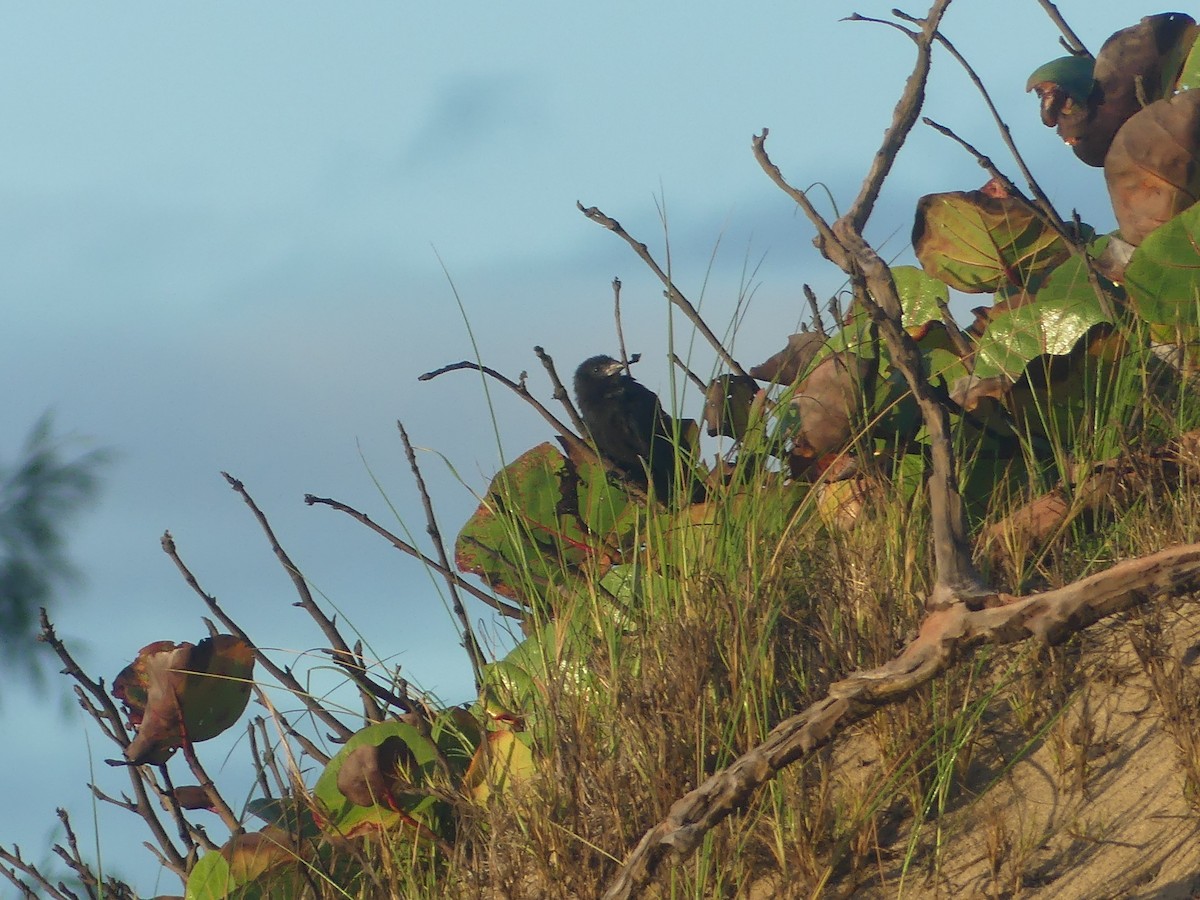 Smooth-billed Ani - ML646910608