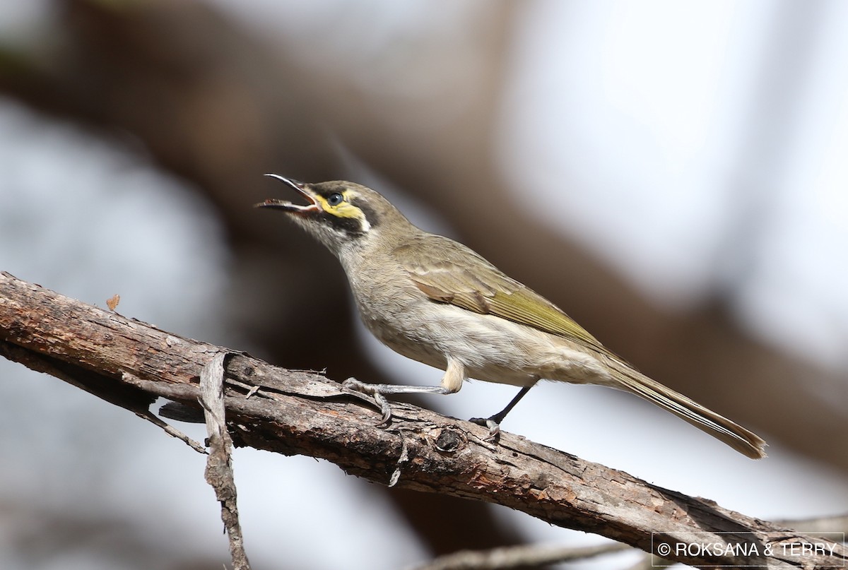 Yellow-faced Honeyeater - ML64691061