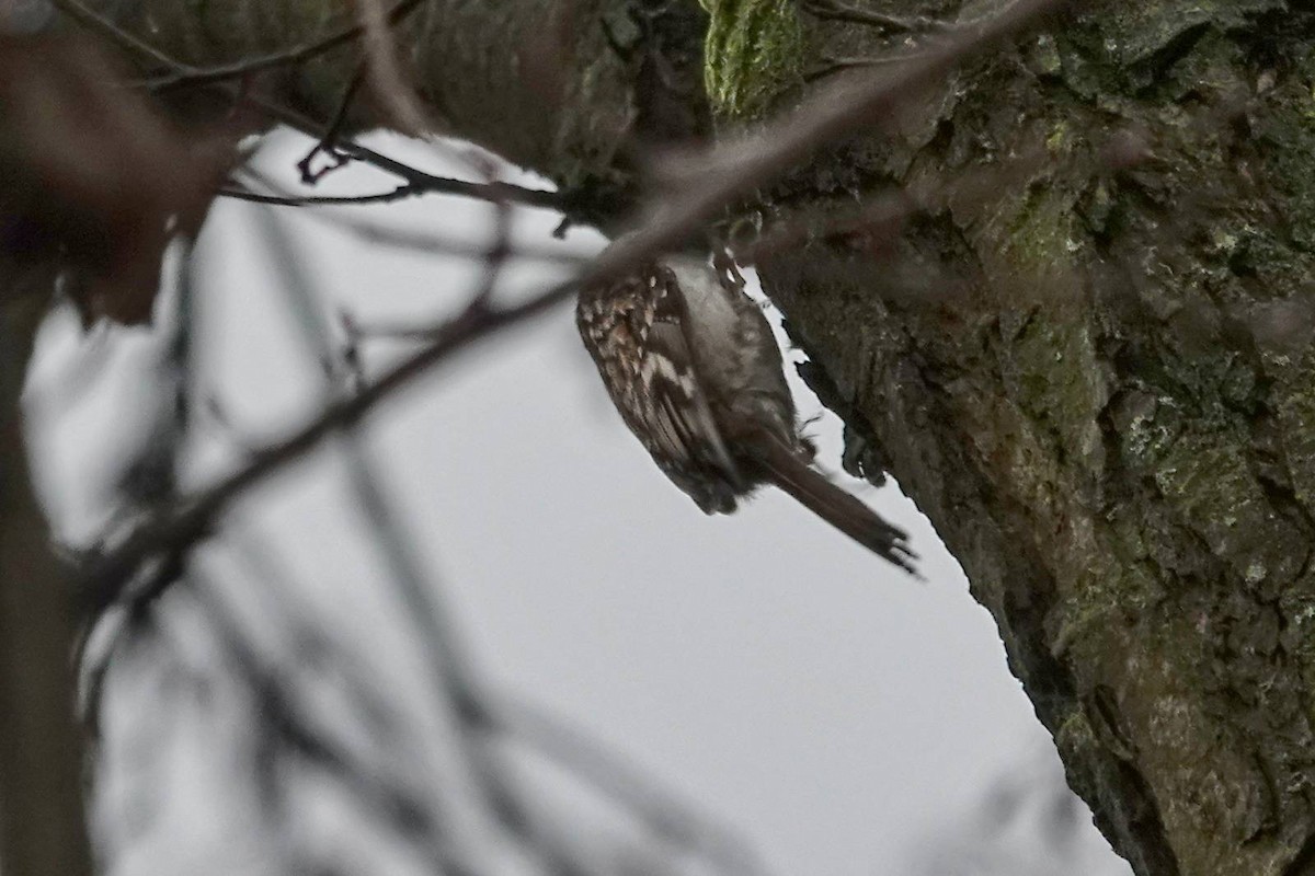 Eurasian Treecreeper - ML646910612
