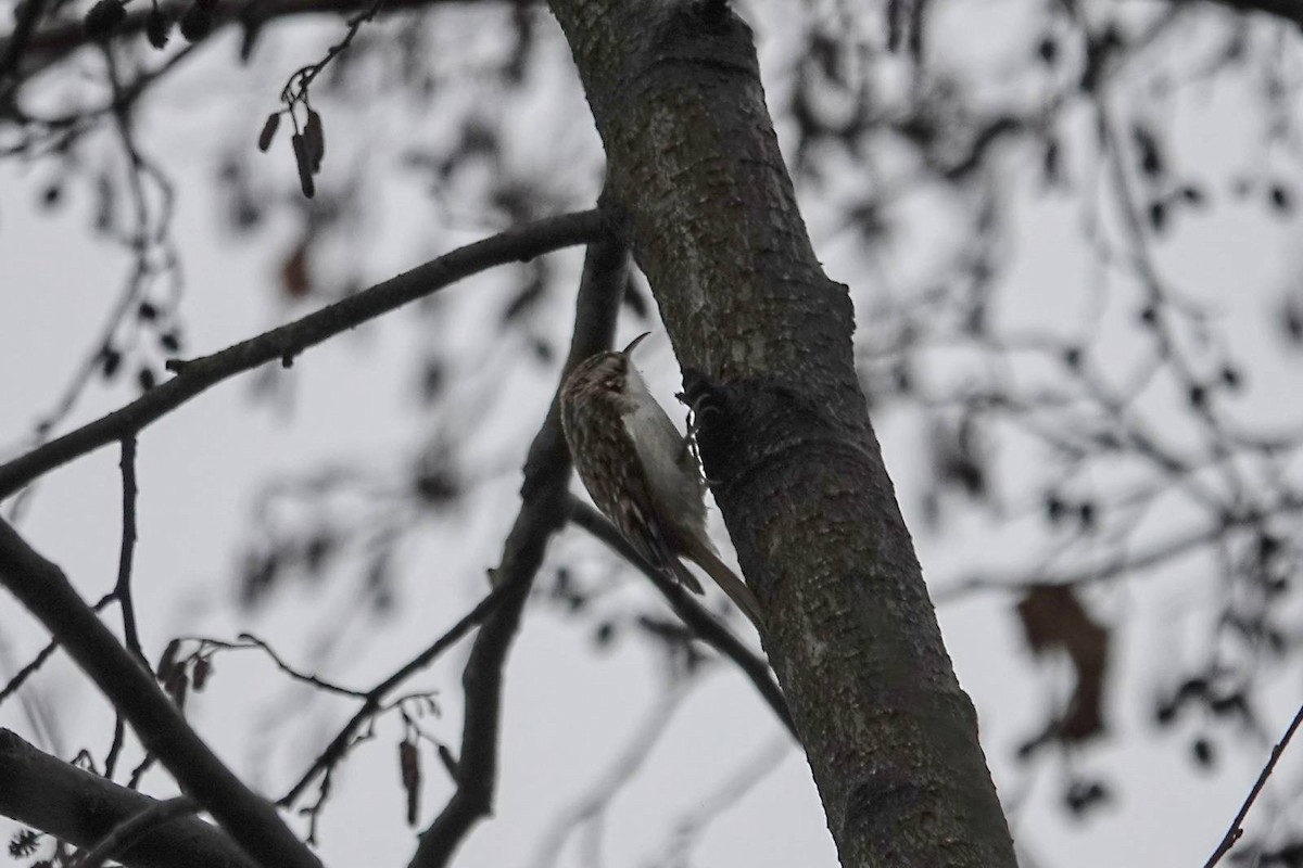 Eurasian Treecreeper - ML646910613