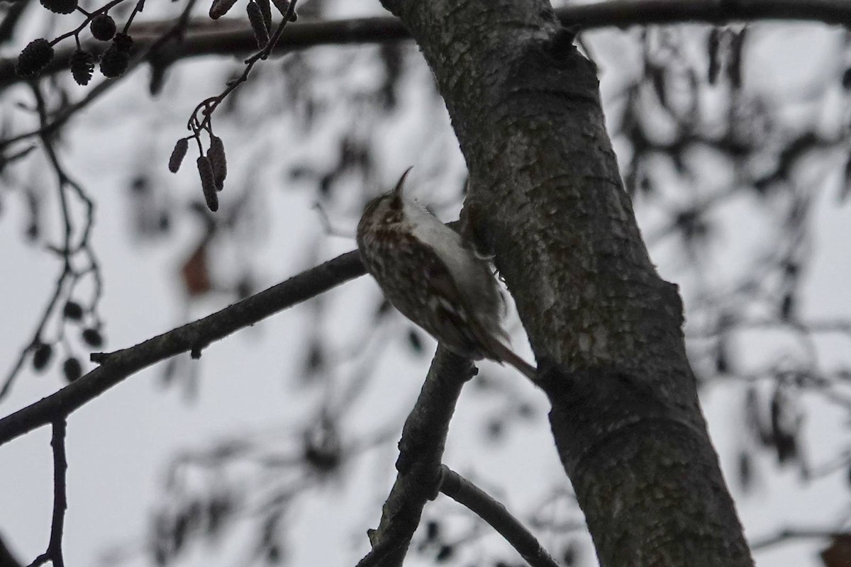 Eurasian Treecreeper - ML646910614