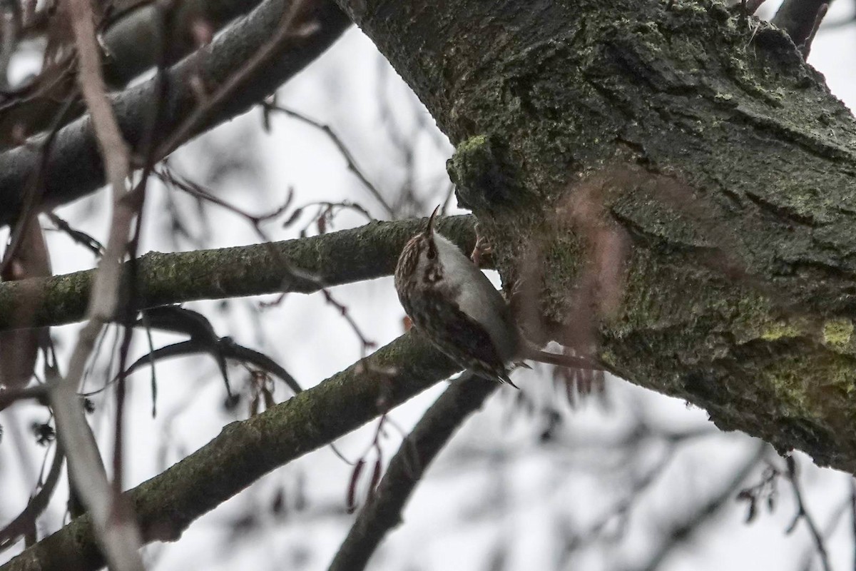 Eurasian Treecreeper - ML646910615