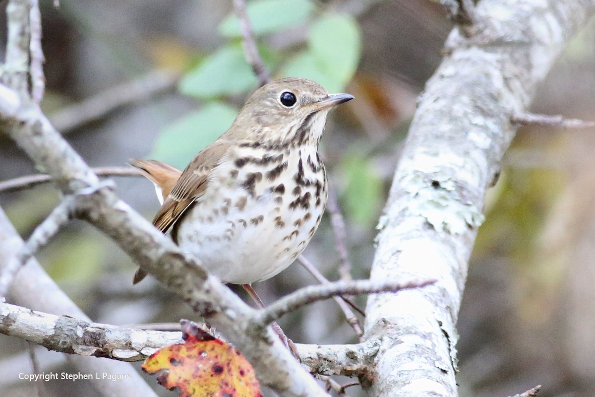 Hermit Thrush - ML646910616