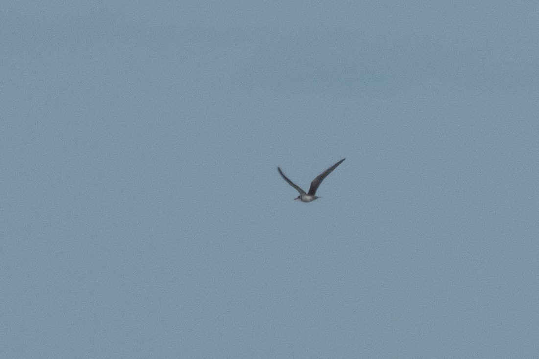 מירומית שחורה - ML646910619