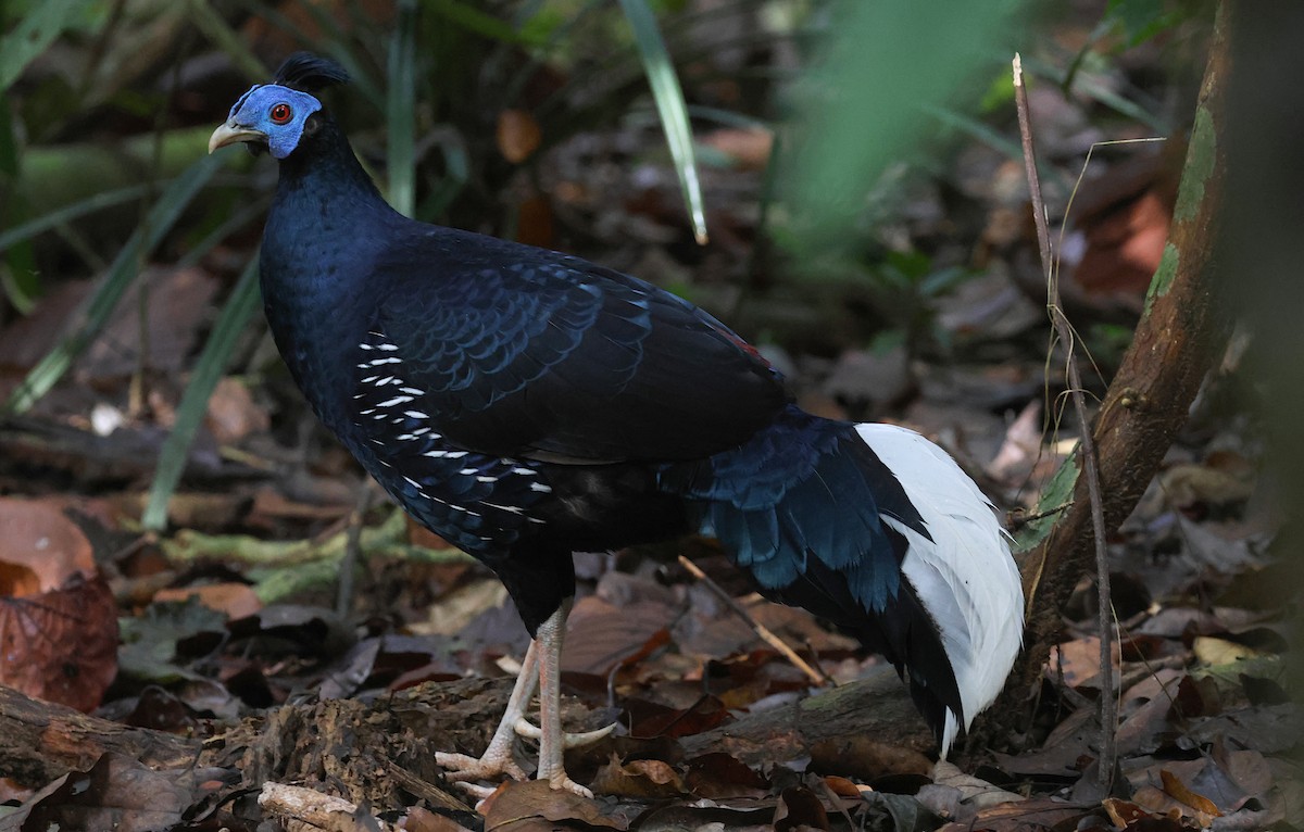 Malayan Crested Fireback - ML646910620