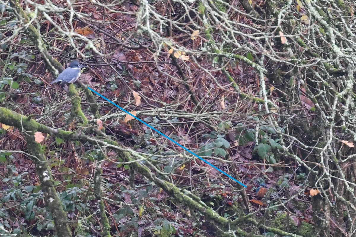 rybařík pruhoprsý - ML646910624