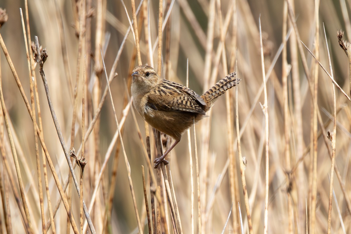 střízlík ostřicový (ssp. aequatorialis) - ML646910625