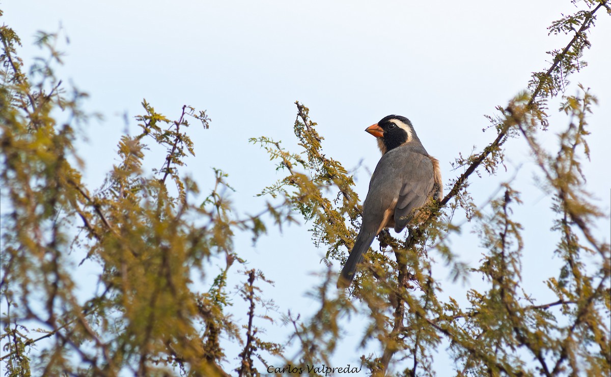 oransjenebbsaltator - ML646910628