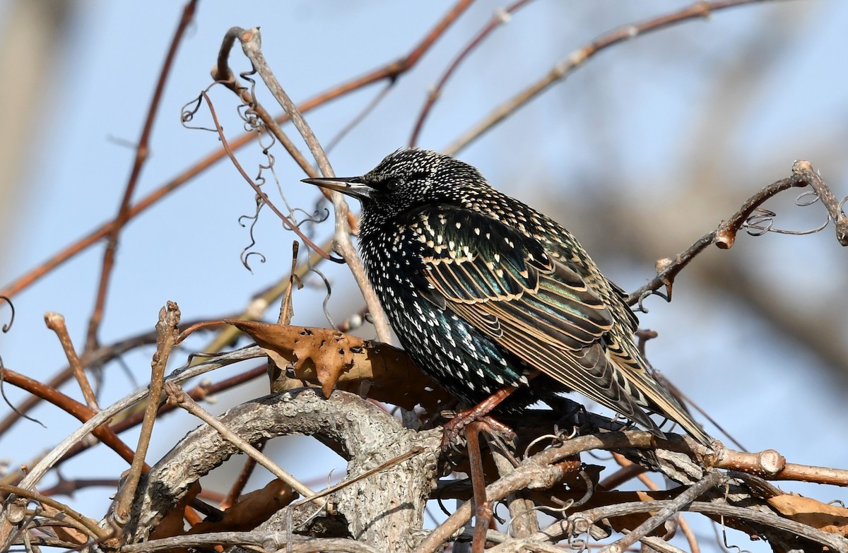 Arabazozo pikarta - ML646910629