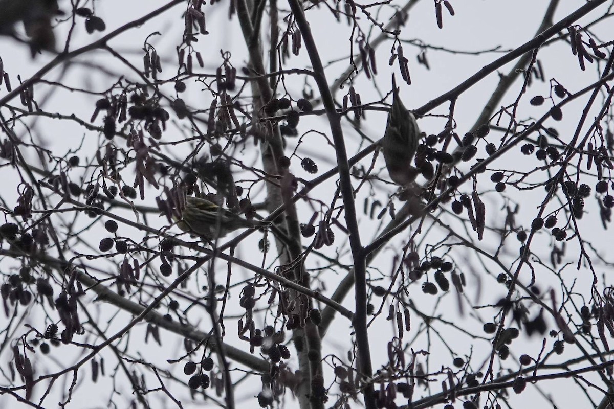 Eurasian Siskin - ML646910630
