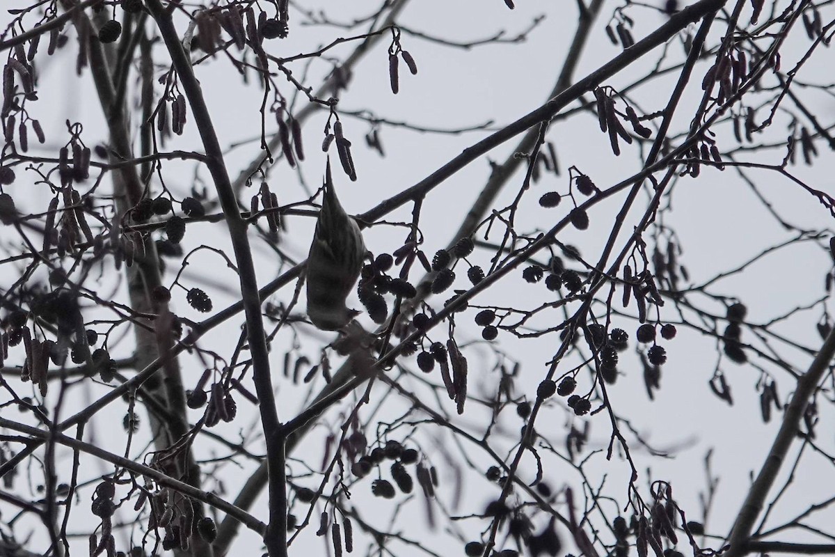 Eurasian Siskin - ML646910631