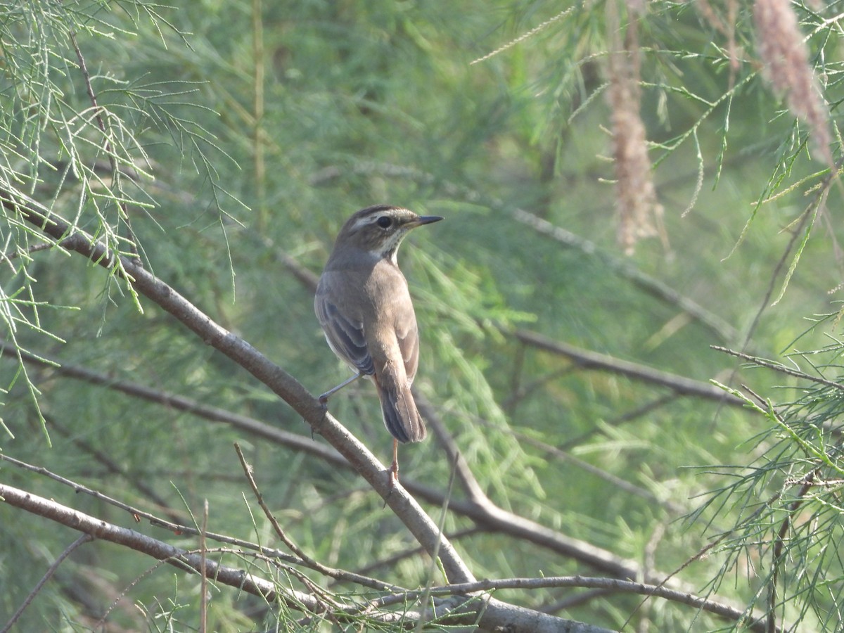 Bluethroat - ML646910633