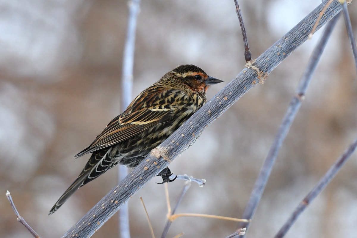 Red-winged Blackbird - ML646910636