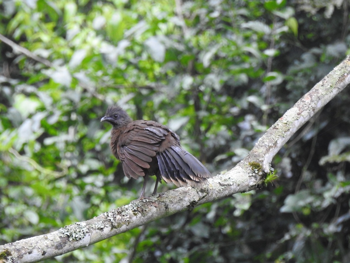 Plain Chachalaca - ML646910645