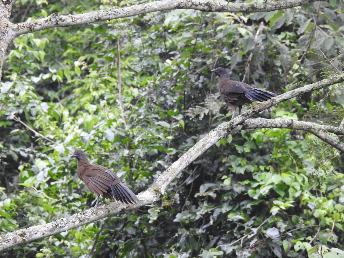 Plain Chachalaca - ML646910646