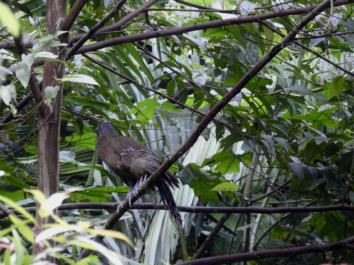 Plain Chachalaca - ML646910647