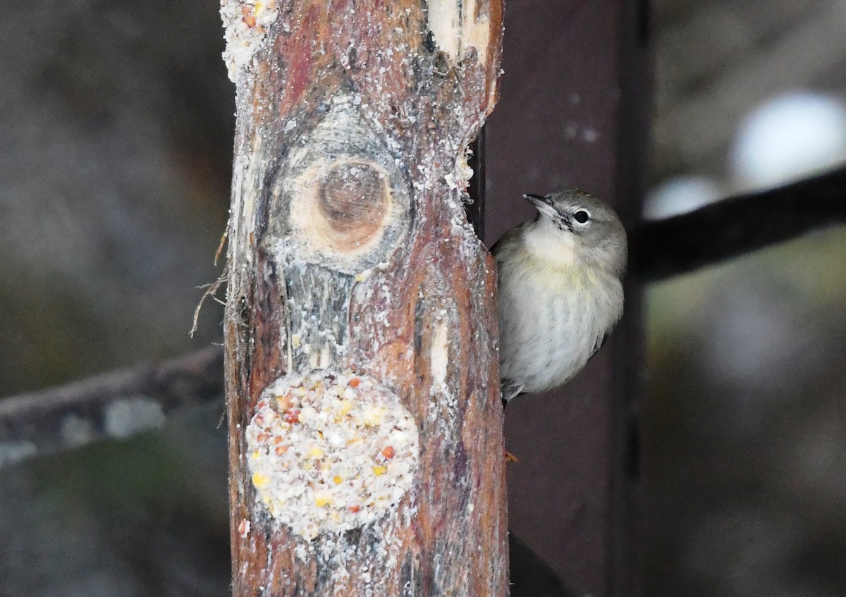 Pine Warbler - ML646910650