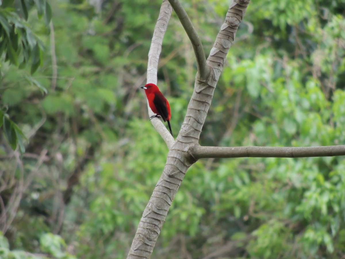 Brazilian Tanager - ML646910652