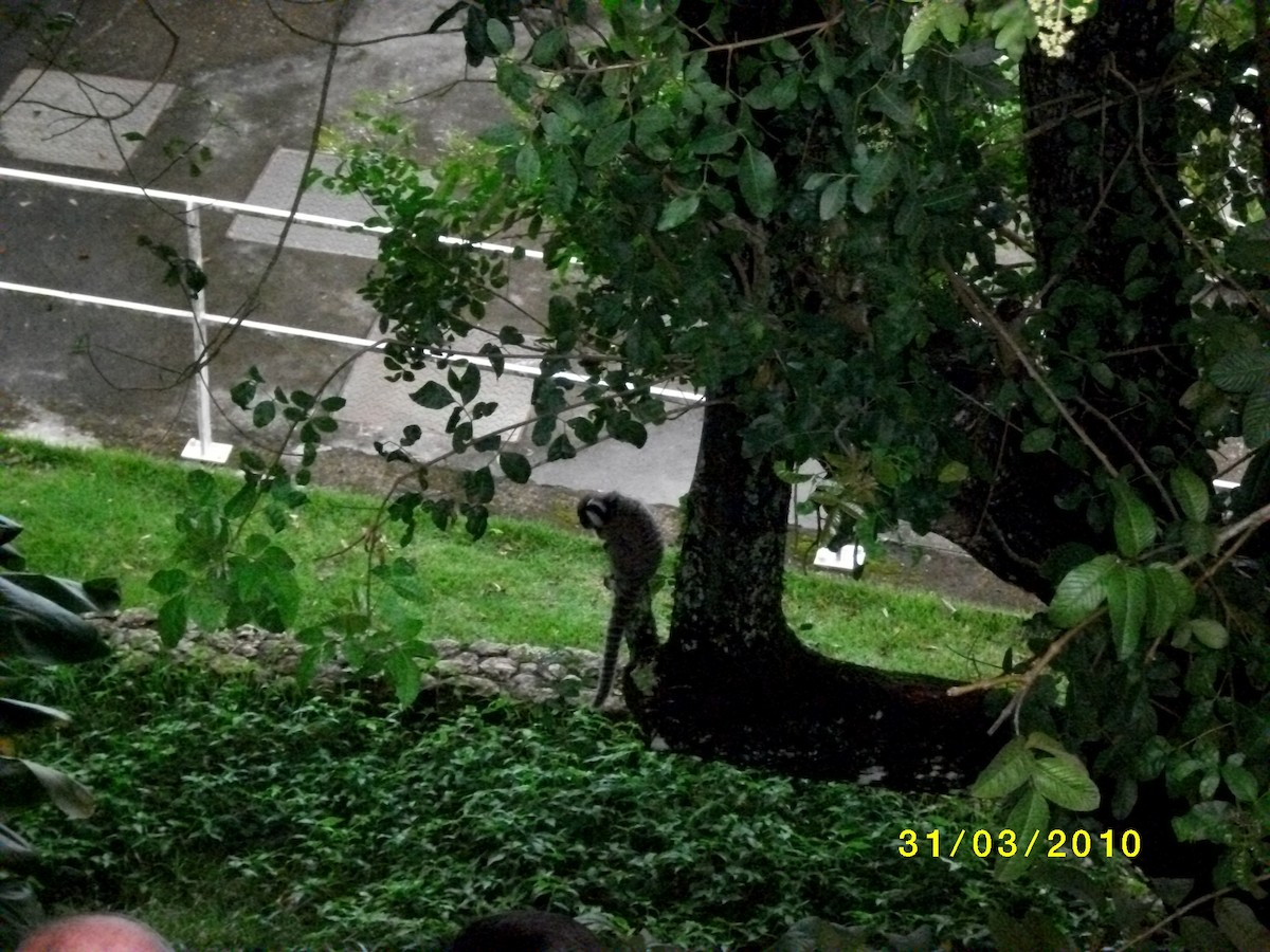 Mammals - ML646910653