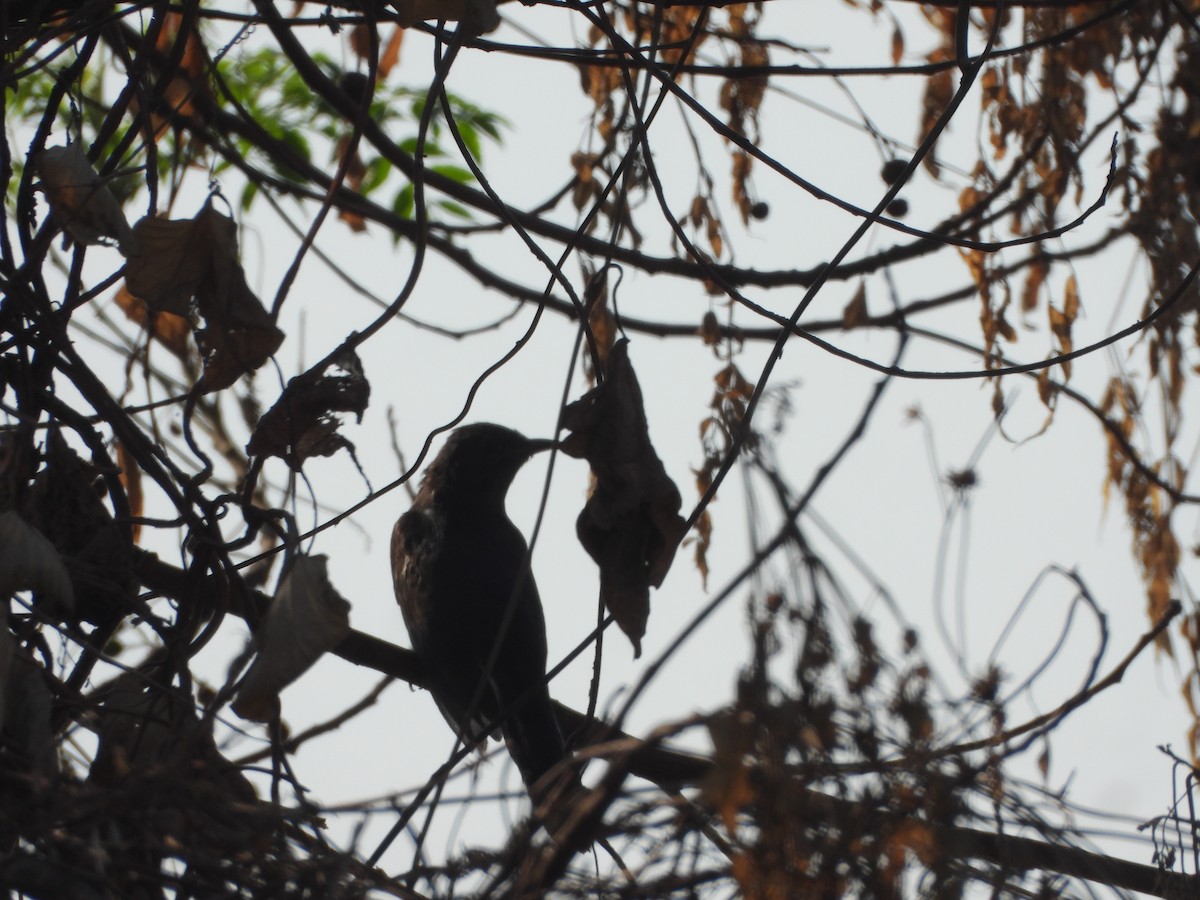 Gray-bellied Cuckoo - ML646910664