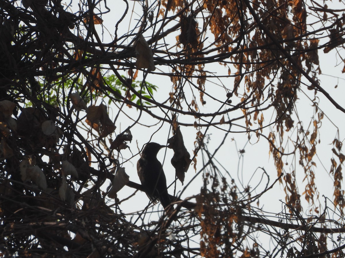 Gray-bellied Cuckoo - ML646910665
