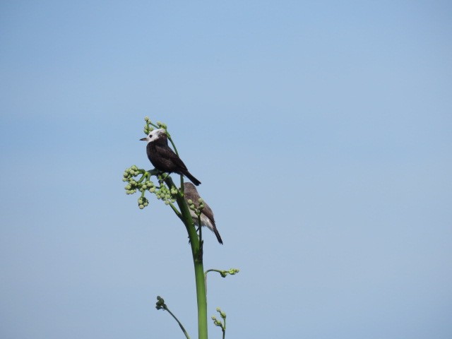 White-headed Marsh Tyrant - ML646910666