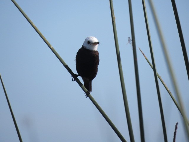 White-headed Marsh Tyrant - ML646910667