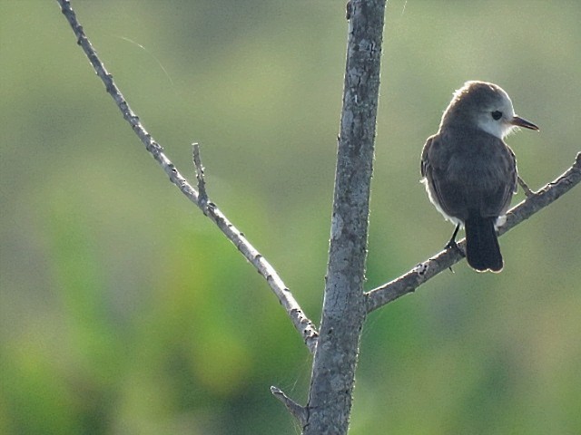 White-headed Marsh Tyrant - ML646910668
