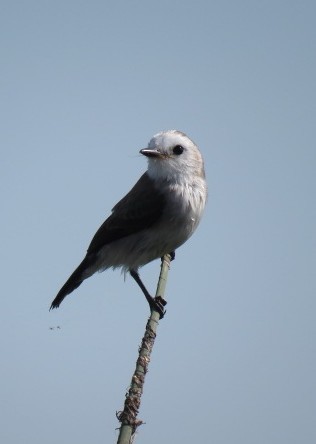 White-headed Marsh Tyrant - ML646910669