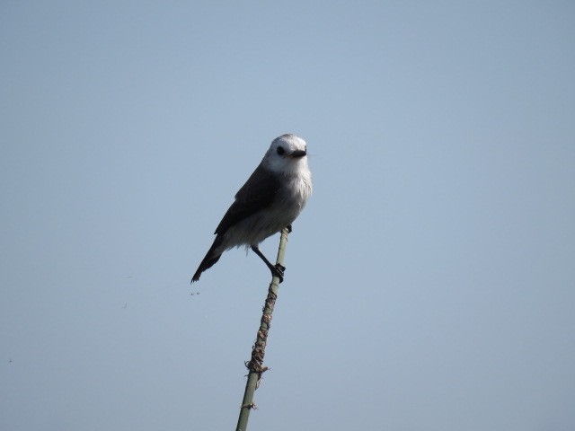 White-headed Marsh Tyrant - ML646910670