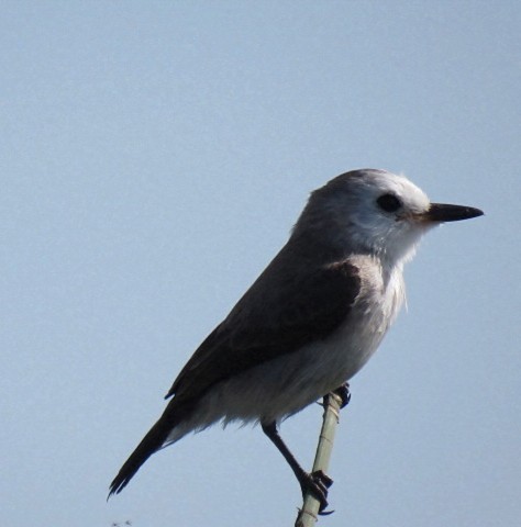 White-headed Marsh Tyrant - ML646910671