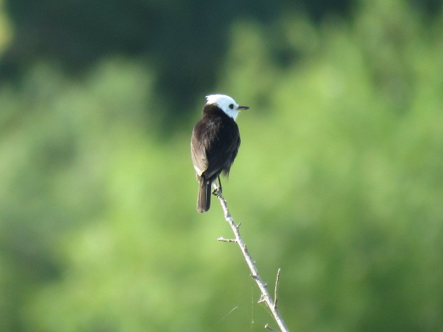 White-headed Marsh Tyrant - ML646910672