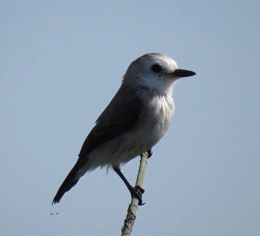 White-headed Marsh Tyrant - ML646910673