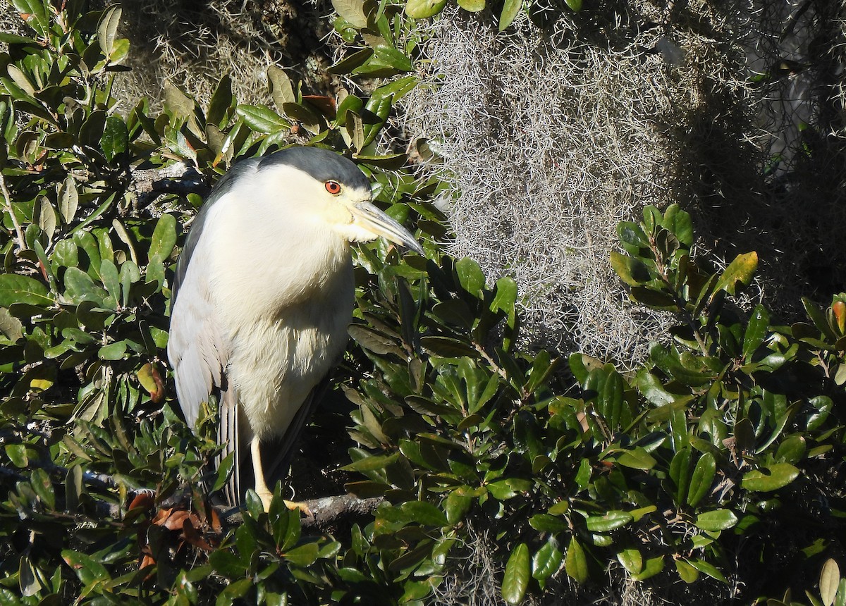 Nachtreiher - ML646910675