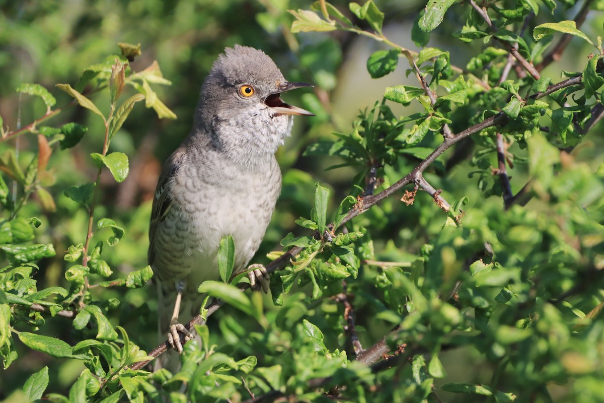 Bigia padovana - ML646910676