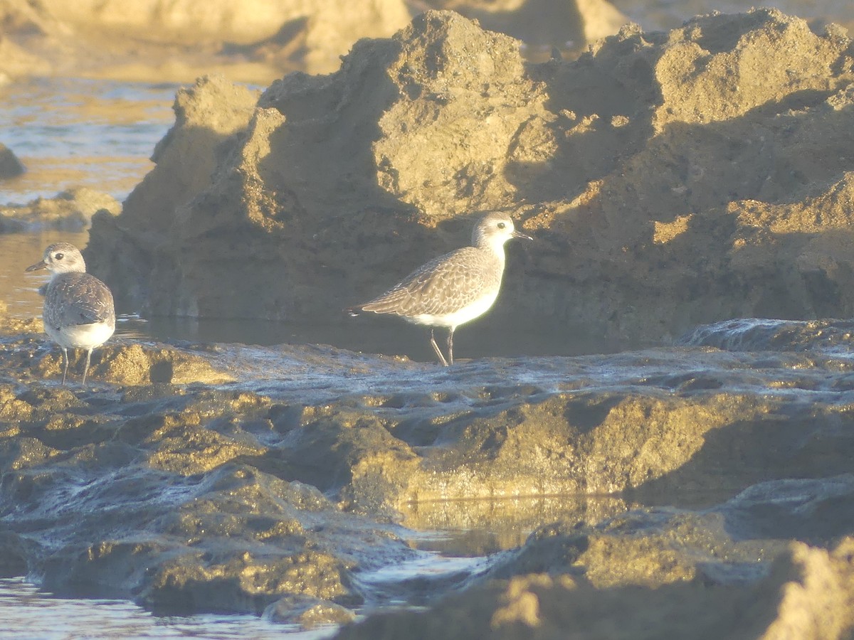 Black-bellied Plover - ML646910681