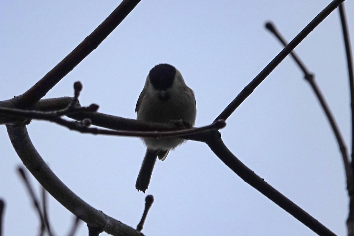 Mésange nonnette - ML646910689