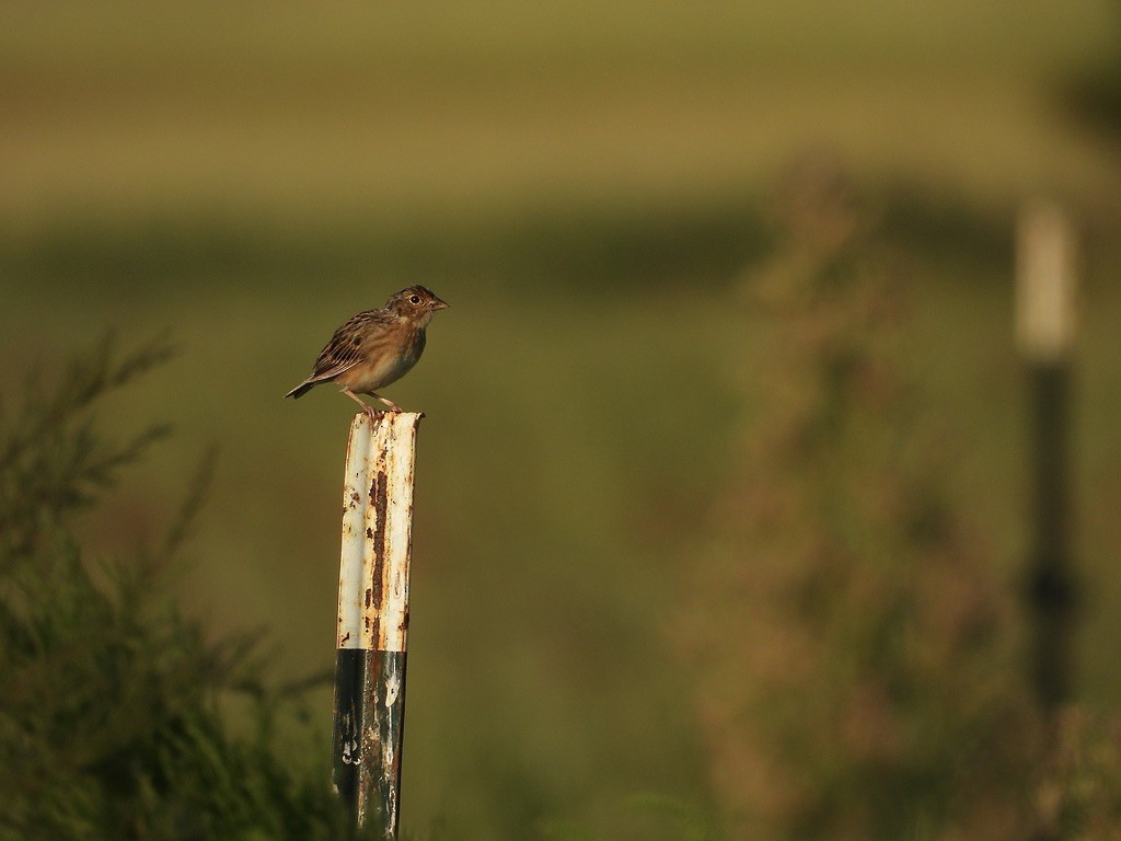 Grasshopper Sparrow - ML646910692