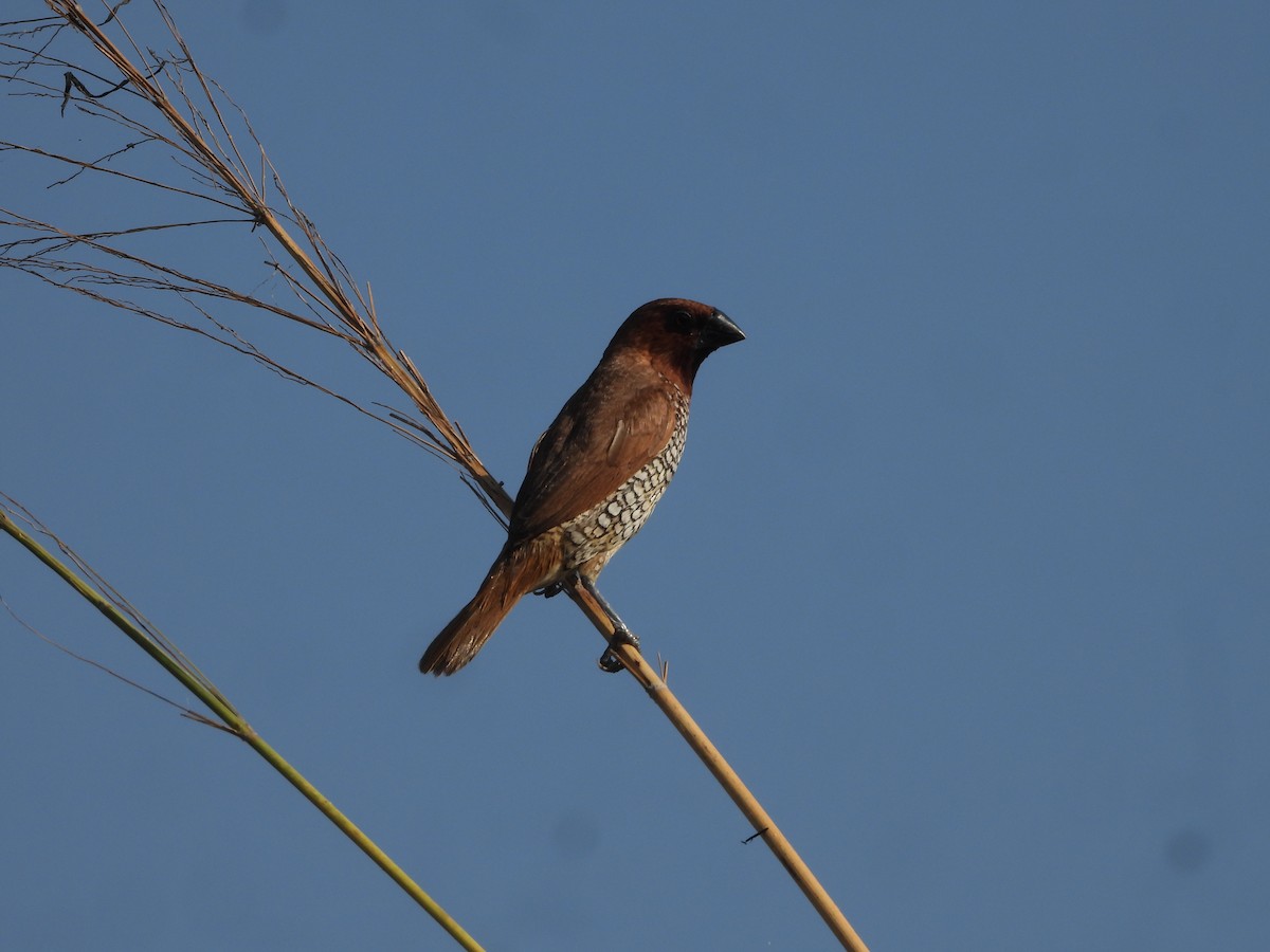 Scaly-breasted Munia - ML646910699
