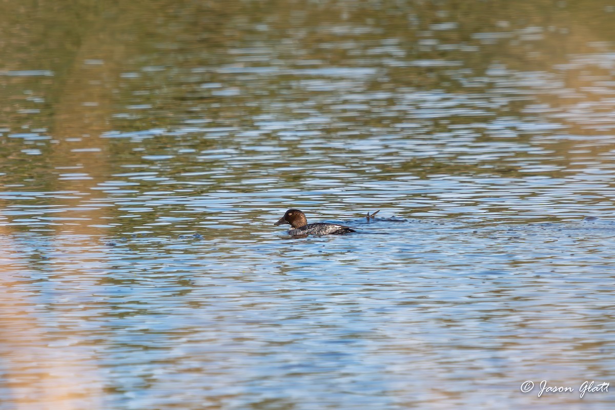 Common Goldeneye - ML646910715