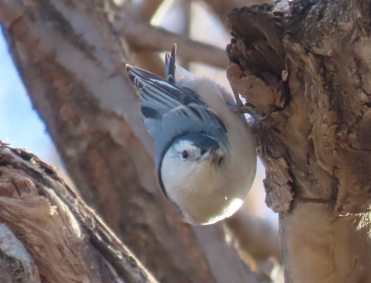 White-breasted Nuthatch - ML646910719