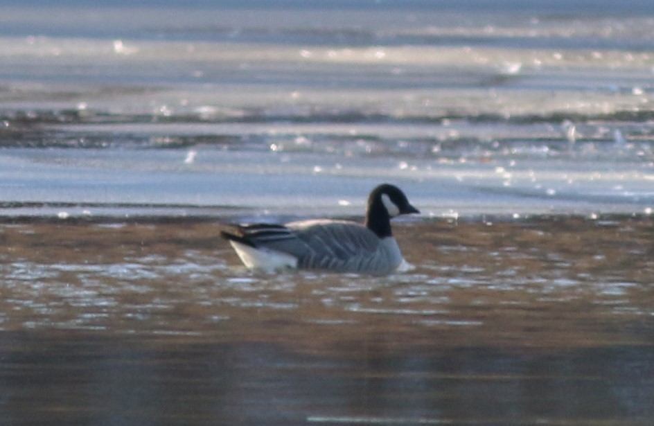 シジュウカラガン - ML646910720