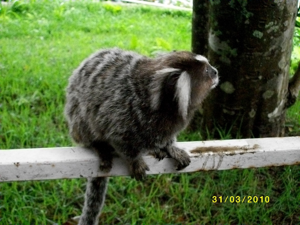 Mammals - ML646910721