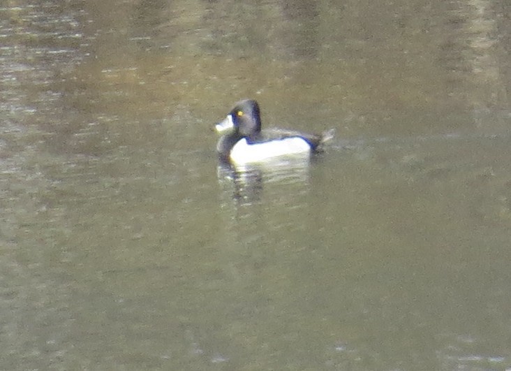 Ring-necked Duck - ML646910740